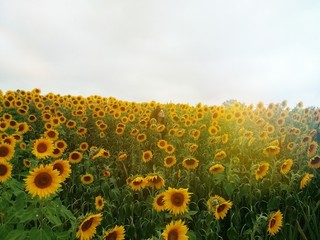 Obraz premium Chica en campo de girasoles