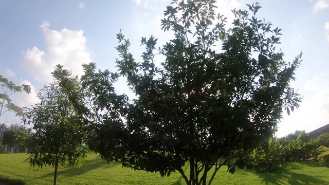 Sun rays beaming behind trees while walking in the park.