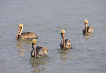 Four brown pelicans bobbing about on sea at daybreak, Celestun, Gulf of Mexico