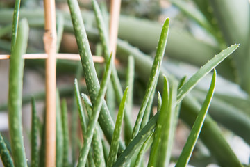 Spring nature background. Green nature with copy space using as background or wallpaper. Closeup nature view of green leaf in garden. Natural green plants landscape using as a background or wallpaper.