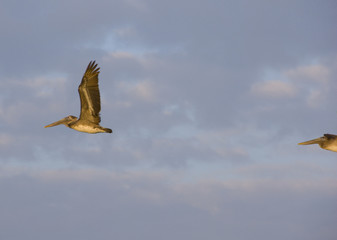 Pelican bird flying against a cloudy blue sky, chased by a second bird close behind, Mexico