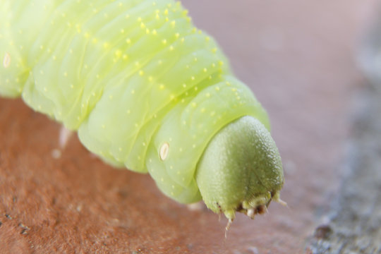 plaga del maiz oruga isoca argentina