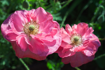 Two poppy flowers close up, garden pink poppies
