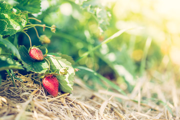 Reife Erdbeeren auf Erdbeerfeld, Freiraum