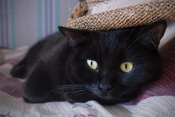 Black cat under a straw hat