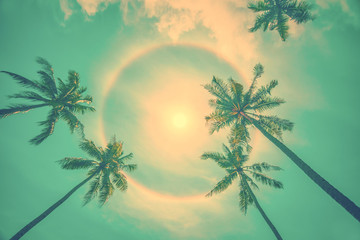 Sun rainbow circular halo phenomenon with palm trees, vintage summer background - Powered by Adobe