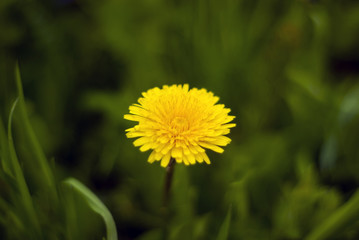 yellow dandelion flower closeup on a blurred grassy background