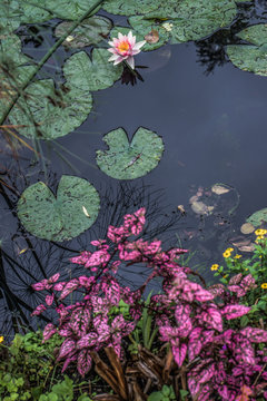 Fleur et n&eacute;nuphar