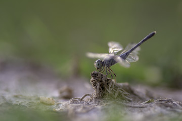 Dragonfly perched on dry leaf