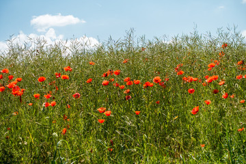 Klatschmohn auf Wiese