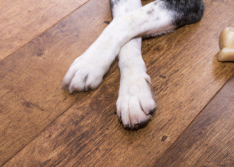 Dog with crossed paws on a wooden floor