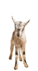goat isolated
