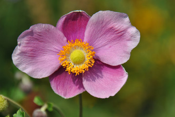 Macro shot of a pink japanese anemone in the summer sunlight