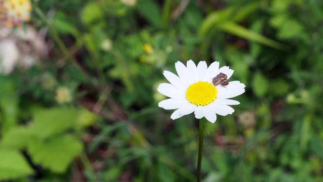 Crab spider ( Xysticus cristatus ) waiting for prey on ox-eye daisy ( Leucanthemum vulgare )