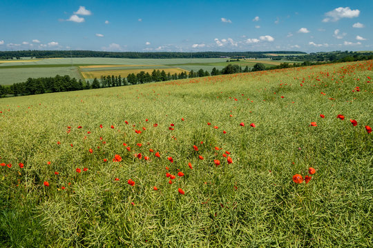 Klatschmohn im Rapsfeld