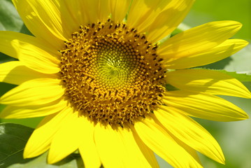向日葵（sunflower）