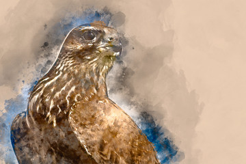 Watercolour painting of Proud Hawk looking to the Left