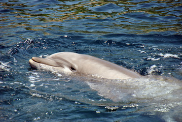 Naklejka premium Grey dolphin swimming in cold water on a hot summer day