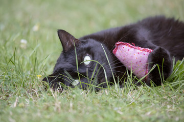 Hübsche schwarze Katze kuschelt mit kleinem Kissen im Garten