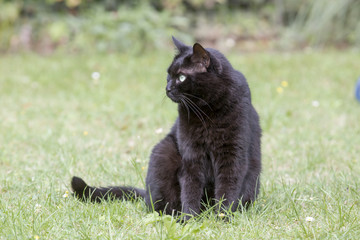 Hübsche schwarze Katze im Garten