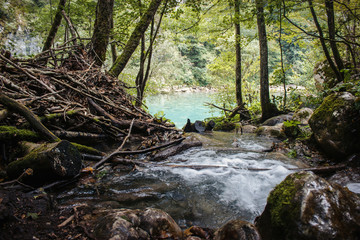 Obraz premium river and shaft beam of light. mountain river in the wood.