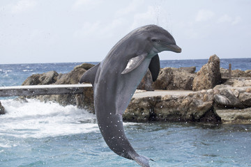 Glücklicher Delfin macht Luftsprung im Meer © Bittner KAUFBILD.de