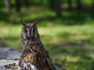 very surprised owl close-up