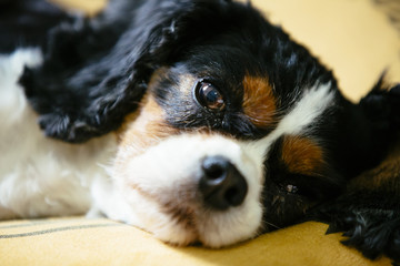Photo of the face where the cavalier is relaxing