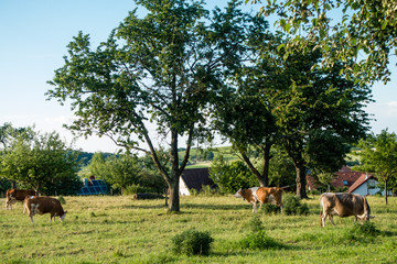 Kühe am Ortsrand