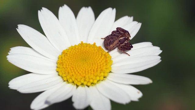 Crab spider ( Xysticus cristatus ) waiting for prey on ox-eye daisy ( Leucanthemum vulgare )