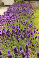 Fototapeta premium lavanda