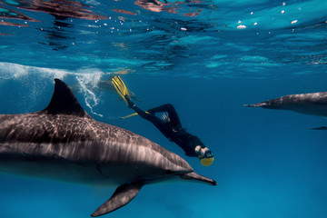 Female freediver with dolphins in Red sea