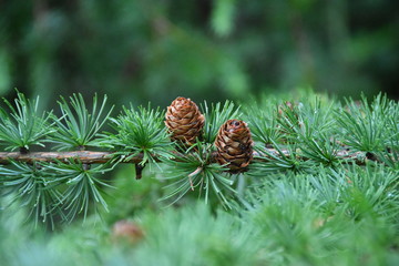 Pine Cones 