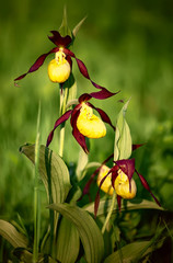 Naklejka na ściany i meble Lady's slipper orchid, Cypripedium calceolus, a rare endangered European plant, is pictured in the wild. Three flowers with yellow lip and long curled brown petals are seen on blured background.