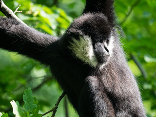 Gibbon à favoris blancs
