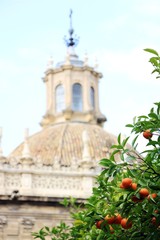 Obraz premium Seville cathedral and orange tree, a Symbol of Seville and Spain