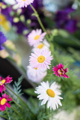 Fototapeta premium flowers of a pink camomile