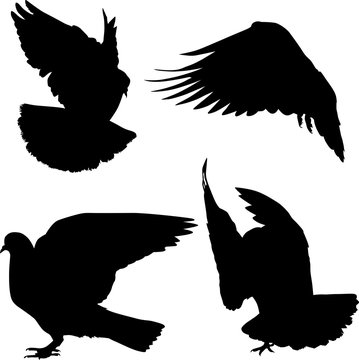 isolated four pigeon black silhouettes