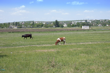 cows graze on a beautiful field, pasture