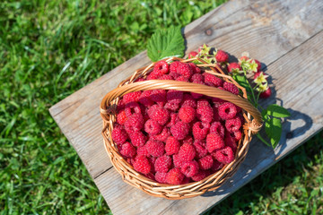 Sweet raspberry, first crop, spring harvesting, horticulture, fresh berries square photo