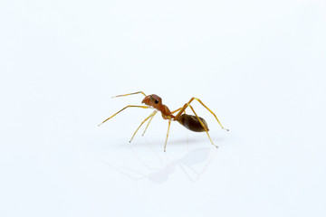 Ant mimicking spider, Myrmarachne sp, Salticidae, Bangalore