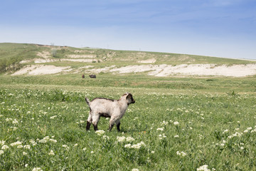 goats graze on a beautiful field, pasture