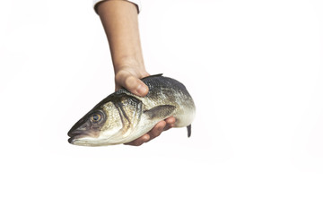 Kids hand is holding a fish on white background