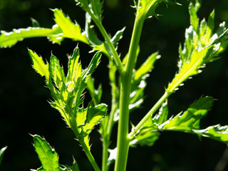 Pflanzen und Blumen im Herbst