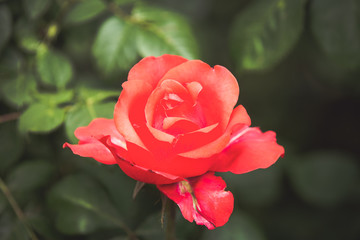 Wedding coral rose 
