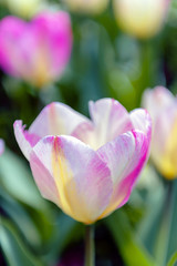 Fototapeta premium Tulip (Tulipa) with large, showy, and brightly pink and yellow flowers in bloom, growing in a flowerbed in a botanic garden
