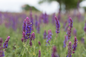 Obraz premium purple field flower on a green background