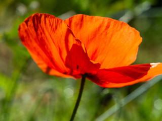 Obraz premium Mak kukurydziany