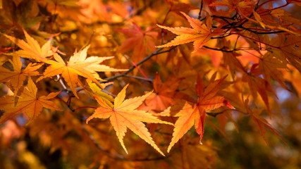 Maple leaves : Japan Autumn