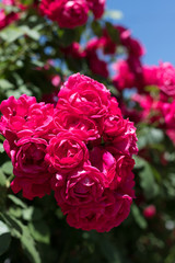 bush of raspberry roses